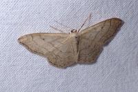 Idaea aversata