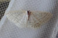 Idaea subsericeata