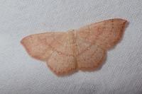 Cyclophora puppillaria