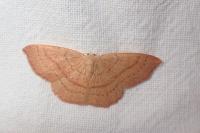 Cyclophora puppillaria