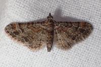 Gymnoscelis rufifasciata
