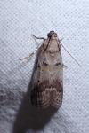 Acrobasis glaucella/fallouella