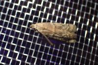 Ephestia woodiella/parasitella/elutella