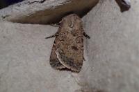 Agrotis segetum