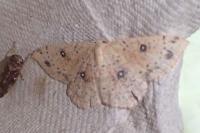 Cyclophora porata