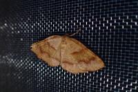 Plagodis pulveraria