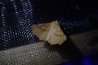 Ennomos alniaria