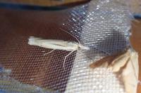 Ancylolomia