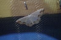 Scopula ornata