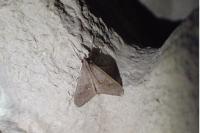 Mecyna asinalis
