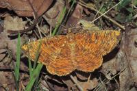 Angerona prunaria