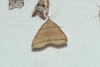 Herminia grisealis
