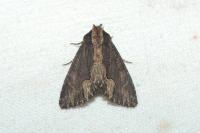 Dypterygia scabriuscula