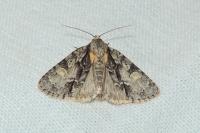 Acronicta strigosa