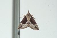 Hypena crassalis