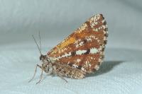Bupalus piniaria