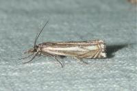 Crambus lathoniellus