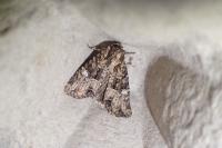 Mesapamea secalella/secalis