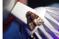 Mesoligia furuncula