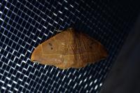 Watsonalla binaria