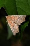 Scoliopteryx libatrix