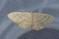 Idaea aversata