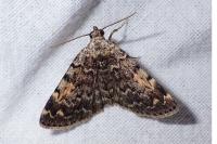 Idia calvaria