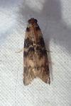 Euzophera pinguis