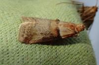 Acrobasis tumidana