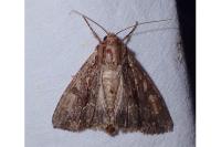 Apamea monoglypha monoglypha