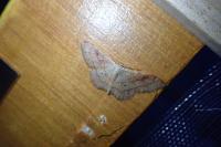 Idaea rubraria
