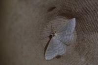 Idaea subsericeata