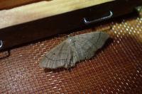 Idaea aversata