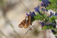 Euclidia glyphica