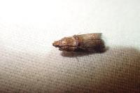 Acrobasis tumidana