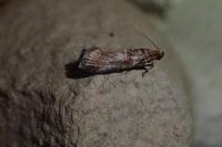 Acrobasis advenella
