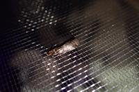 Acrobasis advenella
