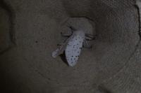 Spilosoma lubricipeda