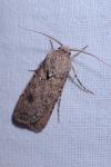 Agrotis segetum