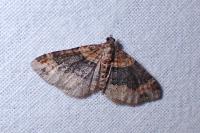 Xanthorhoe ferrugata
