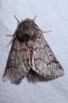 Thaumetopoea pityocampa