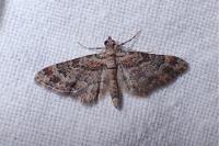 Gymnoscelis rufifasciata