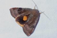 Noctua janthina