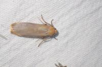 Katha depressa