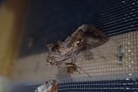 Autographa gamma