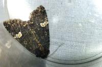 Melanchra persicariae