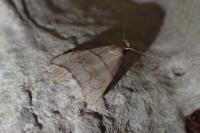 Herminia grisealis
