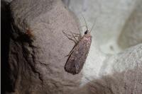 Spodoptera exigua