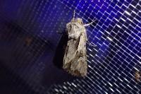 Chloantha hyperici