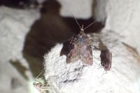 Nycteola siculana/revayana